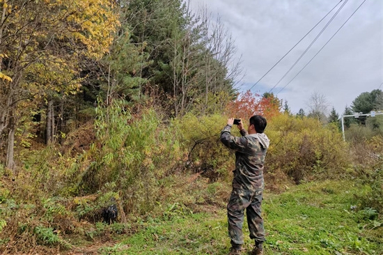 1761808171616608.jpg 泉林公司扎實開展松材線蟲病秋季普查工作(1).jpg