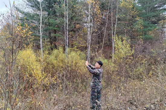 1761808176179549.jpg 泉林公司扎實開展松材線蟲病秋季普查工作(2).jpg